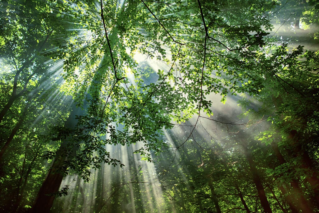 sun-rays-through-the-trees-in-the-forest